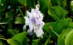 Mooie waterplant